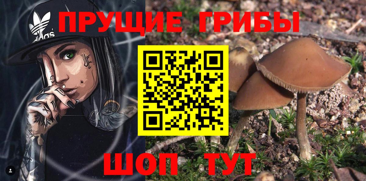 Псилоцибиновые грибы Psilocybine cubensis Еманжелинск